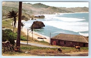 BARBADOS West Indies Black Belly Sheep Bathsheba 1977 Postcard