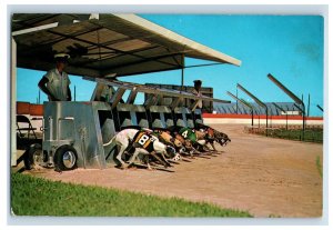 Vintage Datona Beach Grey Hounds Postcard P167E
