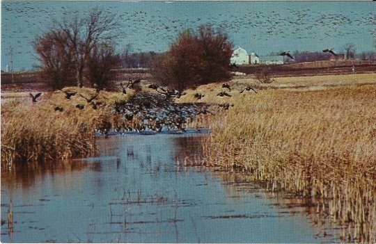 Vintage Postcard Migrating Canada Geese on Horicon Marsh Dodge County Wisconsin