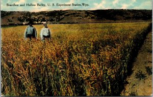 Vtg 1910s Beardless & Hulless Barley US Experiment Station Wyoming WY Postcard