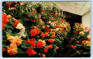 Butchart Gardens Begonias VICTORIA B.C. CANADA Postcard