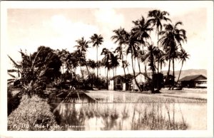 Real Photo Postcard Rice Fields, Hawaiian Islands