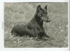 465681 USSR 1961 year photo of Eric Tylinik doberman dog postcard