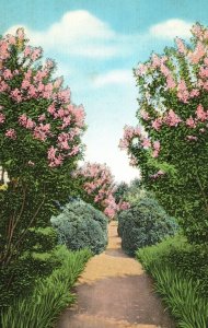 Nashville Tennessee TN, The Garden When Crepe Myrtle In Blossom Vintage Postcard