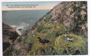 Cormorant Bird Nesting Ground Coronado Islands San Diego 