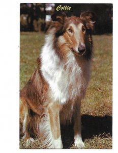 Collie Dog