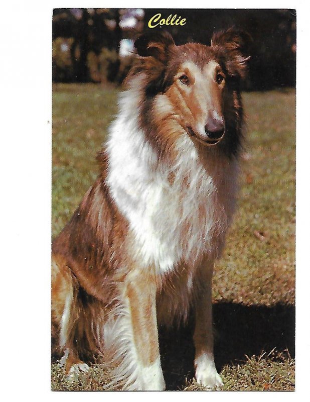 Collie Dog