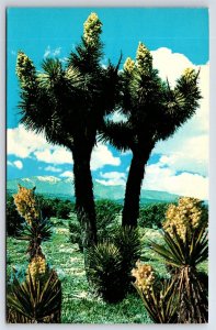 Joshua Tree Forest postcard