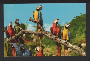 Florida MIAMI Colorful Macaws pose Parrot Jungle ~ Chrome