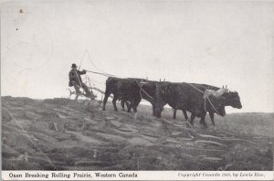 Oxen Breaking Rolling Prairie Western Canada c1910 Lewis Rice Litho Postcard H53
