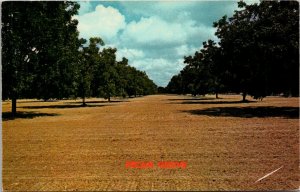 Texas - Pecan Grove - [TX-096]