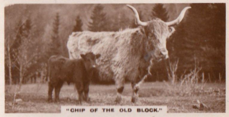 Chip Of The Old Block Bull Cow & Baby Old Cattle Photo Cigarette Card