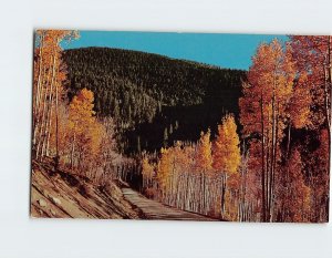 M-126278 Colorful Aspens Rocky Mountains