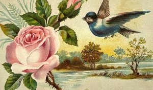 c.1880s Victorian Trade Card Lovely Pink Rose Blue Bird Lake Scene