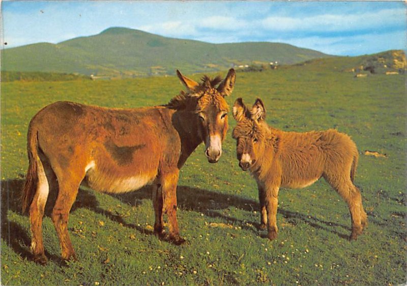 Donkeys Espana Unused 