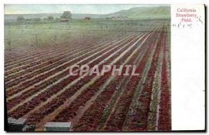 Old Postcard California Strawbery Field