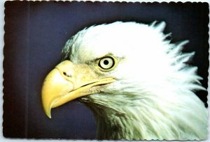 Postcard - The Bald Eagle, America's symbol of power and freedom - Adak, Alaska