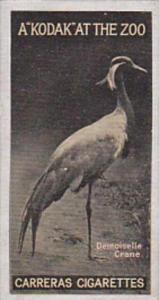 Carreras Cigarette Card Kodak At Zoo 1st Series No 8 Demoiselle Crane