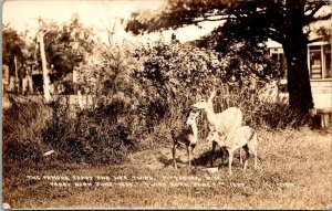 RPPC Trained Deer Topsy at Baldwins Deer Park Pittsburg NH Vintage Postcard R61