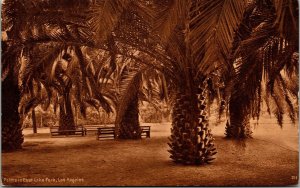 Vtg Los Angeles California CA Palms in East Lake Park 1910s Unused Postcard