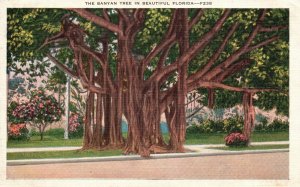 Vintage Postcard 1936 The Largest Banyan Tree in Beautiful Garden Florida FL