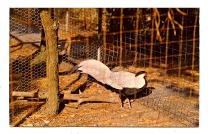 NY - Long Island, Quogue. Silver Pheasant at Wildlife Refuge