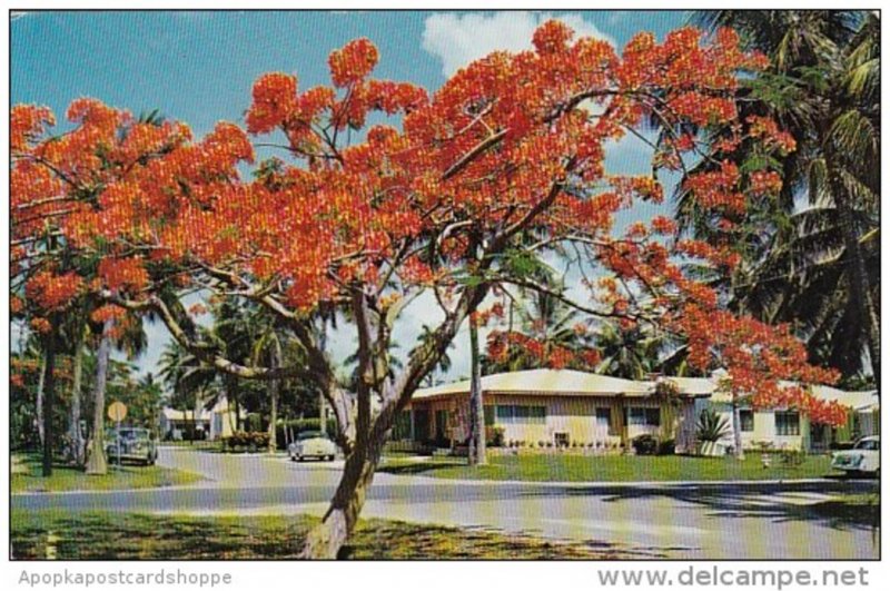 Floridas Royal Poinciana West Palm Beach Florida 1961
