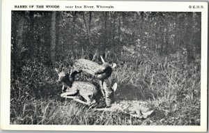 Deer, Babes of the Woods Near Iron River WI Vintage Postcard C77