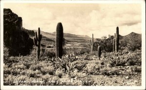 Phoenix Arizona AZ Salt River Valley Desert Scene Real Photo Vintage Postcard