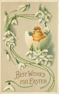 Embossed Easter Greeting Postcard; Chick hatching from Egg, Snowdrop Flowers