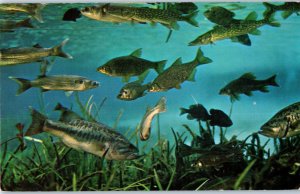 Floridas Silver Springs World Famous Glass Bottom Boats Postcard Posted