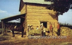 Stringing Tobacco, Harvest Time Farming Unused 