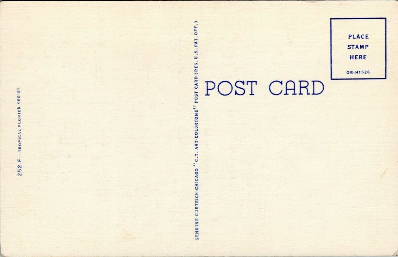 postcard FL Palms - Royal Palms and Flowers