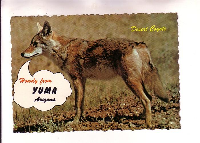 Desert Coyote, Howdy from Yuma, Arizona