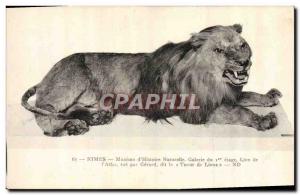 Postcard Old Felin Lion Nimes Museum of Nature & # 39Histoire