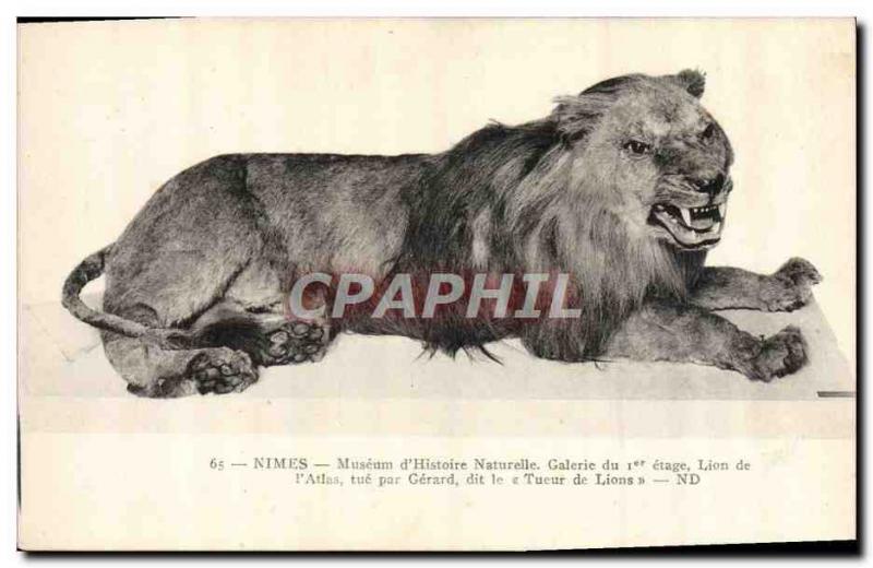 Postcard Old Felin Lion Nimes Museum of Nature & # 39Histoire