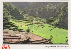 Bali Ricefield Indonesia Postcard