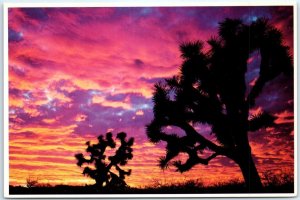 Postcard - Sunset In The Joshua Tree Forest - Arizona