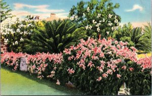 Coral Vines Child Nature Florida Postcard PM Miami FL Cancel WOB Note Tichnor 4c 