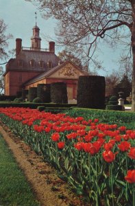 Tulips at Governor's Palace Garden - Williamsburg VA, Virginia
