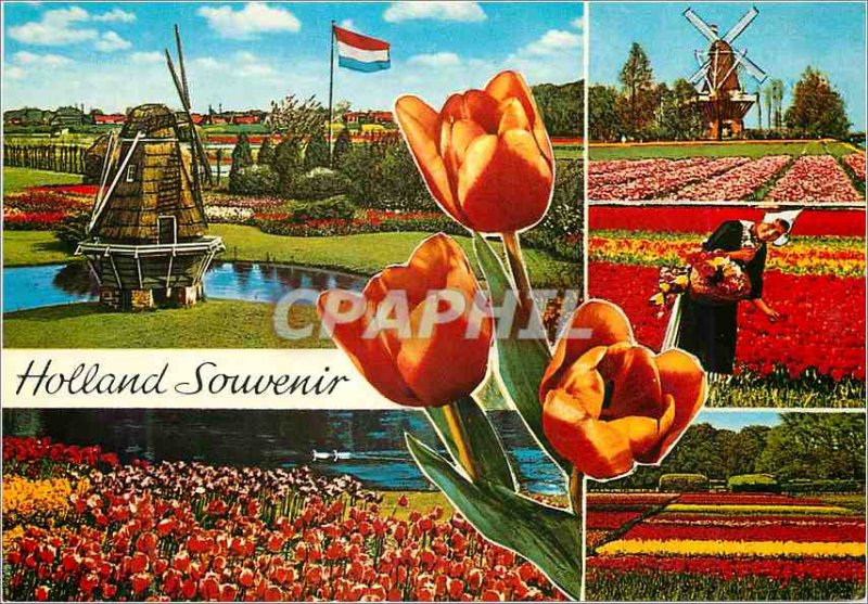 Modern Postcard Souvenir Holland