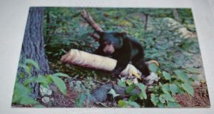 Black Bear Wisconsin Postcard Ck.223 Curteichcolor