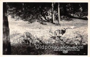 Rapid City, SD, USA Real Photo - Wild Deer Unused 