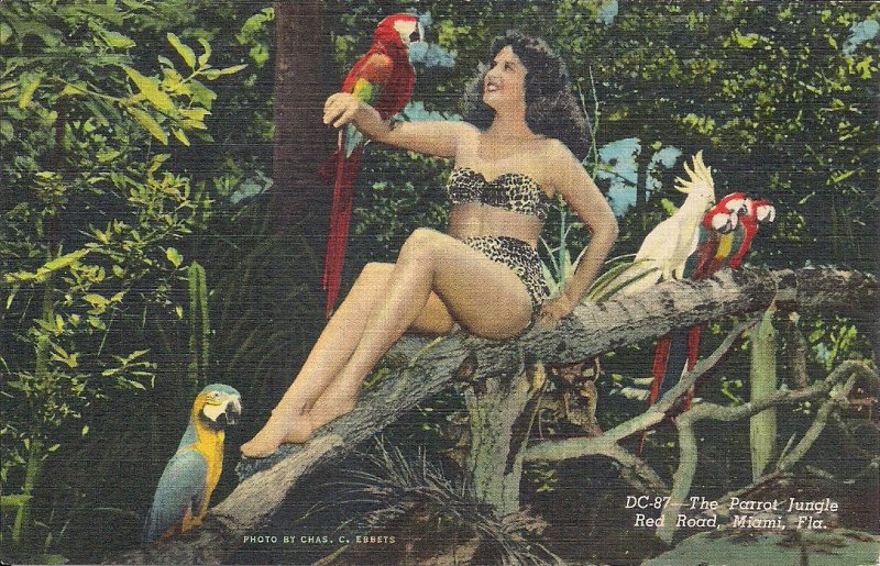 Sexy Woman w Birds, Parrot Jungle, Miami FL, 1930-45 Linen, Bikini Swimsuit Legs