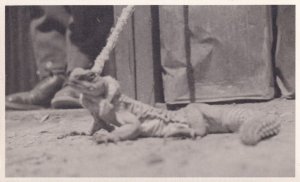 Egyptian Lizard in WW2 1943 Real Photo Postcard