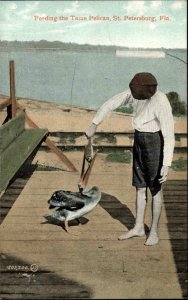 St. Petersburg FL Feeding Tame Pelican c1910 Postcard