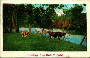 Grazing Cows Scenic Greetings From Holly Colorado CO 1934 WB Postcard B6