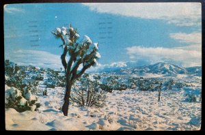 Vintage Postcard 1960 The Desert & Cactus in Snow, California (CA)