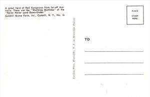 New York  Catskill Game    Red kangaroos