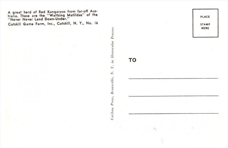 New York  Catskill Game    Red kangaroos